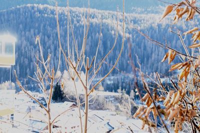 Close-up of frozen plants on field
