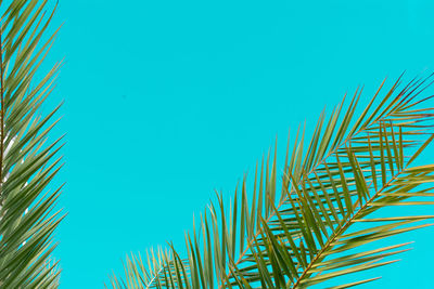 Close-up of palm trees against blue sky