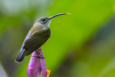 Close-up of bird perching on a plant