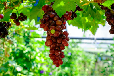 Close-up of grapes growing on tree