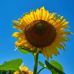 Close-up of sunflower against blue sky