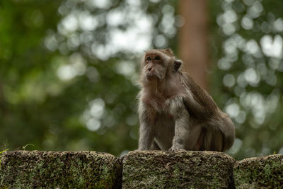 Long-tailed macaque sits on mossy stone wall