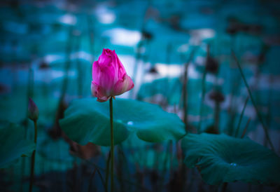 Close-up of pink water lily
