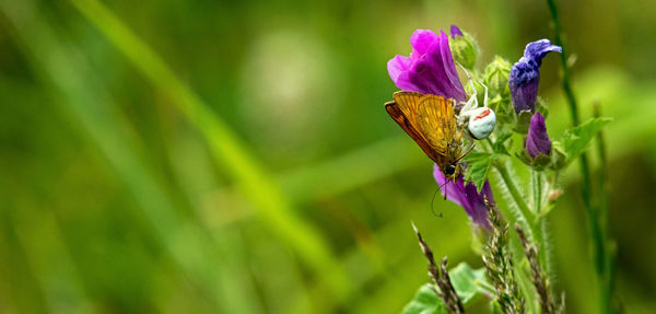 Close-up of butterfly on flower