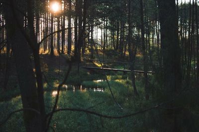 Sun shining through trees in forest