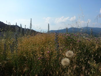 Close-up of wet tree against sky