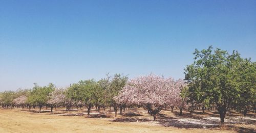 Trees against clear blue sky