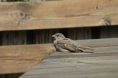 Close-up of bird perching on wood