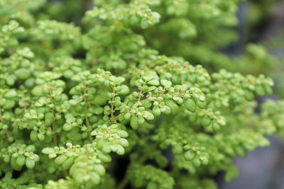 Closeup of the delicate flowers on an artillary plant