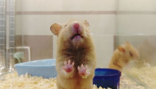 Close-up of mice in glass container