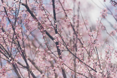 Close-up of pink cherry blossoms in spring