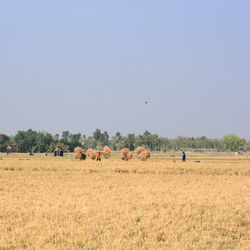 Scenic view of field against clear sky