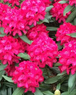 Close-up of pink flowers