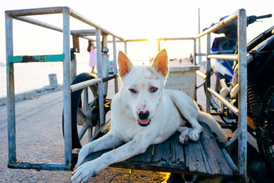 Close-up portrait of dog on cart