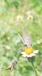 Close-up of butterfly perching on flower