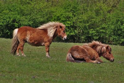 Shetland ponies on grassy field
