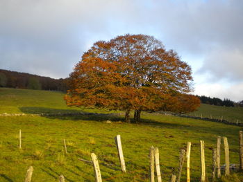 View of field against sky