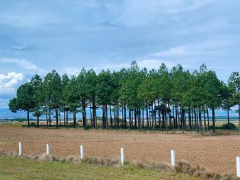 Trees on field against sky