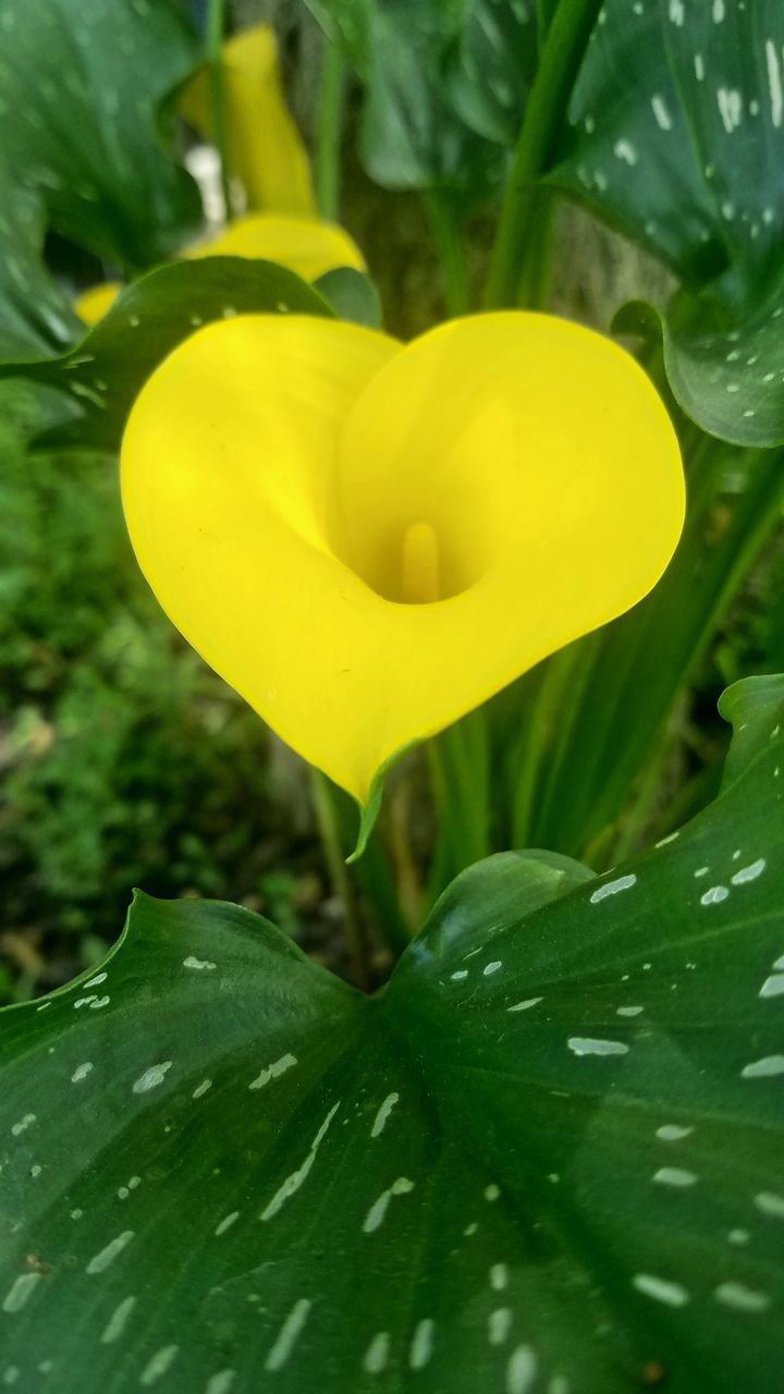 CLOSE-UP OF YELLOW ROSE LEAF