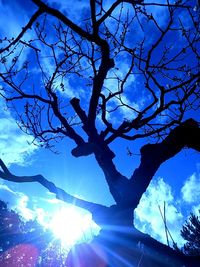 Low angle view of trees against blue sky