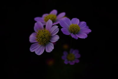 Close-up of flower over black background