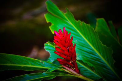 Close-up of red flower