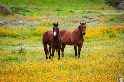 Horses standing in a field of wildflowers