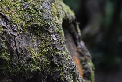 Close-up of moss growing on tree trunk