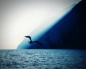Bird flying over sea against sky