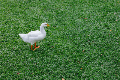 High angle view of bird on field