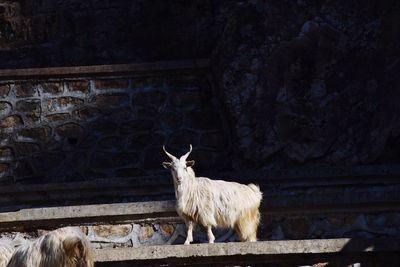 Sheep on ground