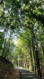 View of bamboo trees in forest