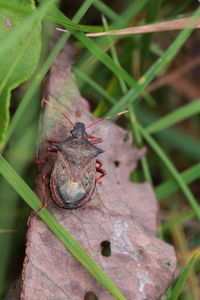 Close-up of insect on leaf