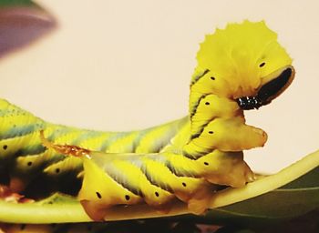 Close-up of yellow flower