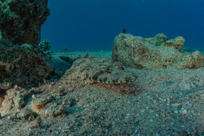 Fish swimming in sea