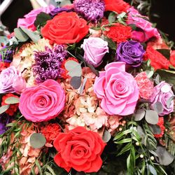 Close-up of pink roses