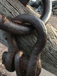 Close-up of lizard on wood