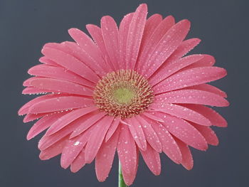 Close-up of wet red flower against black background