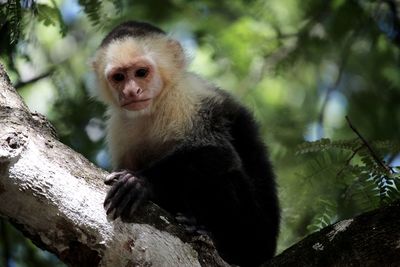 Low angle view of monkey sitting on tree