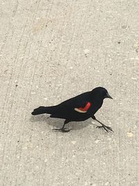 High angle view of black bird perching on wall