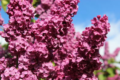 Close-up of pink flowering plant