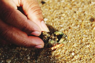 Cropped hand holding crab at beach