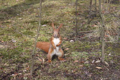 Squirrel in a field