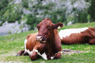 Portrait of cow relaxing on grassy field