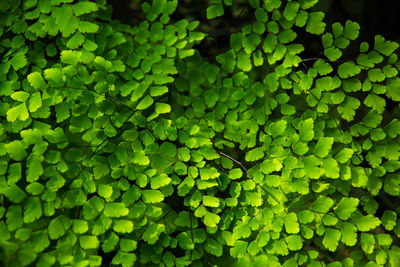 Full frame shot of green leaves