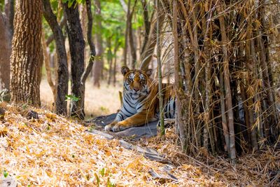 Portrait of tiger relaxing at forest