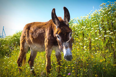 Close-up of donkey standing on field against sky