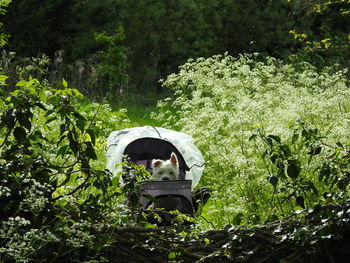 View of old dog in a pram