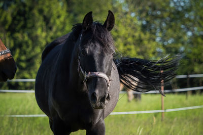 Horse standing on field