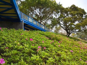 Plants growing on a tree